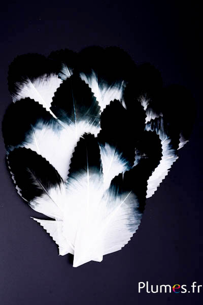 Pétale en plumes - 11-15 x 5-6 cm - blanc-noir